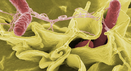 TPHCM: Tình trạng học sinh nghi ngộ độc thực phẩm tại Trường Bình Quới Tây hiện ra sao?