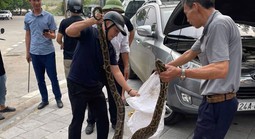 VIDEO: Bất ngờ phát hiện con trăn lớn ẩn nấp trong nắp ca-pô xe ô tô con