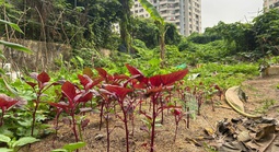 VIDEO: Dự án chậm tiến độ, người dân trồng rau, chuối trên "đất vàng" ở Hà Nội