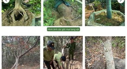 Vụ tịch thu 42 gốc mai ở Côn Đảo: Kiểm lâm trả lại 21 gốc cây