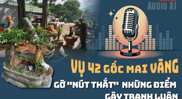 Audio AI: Gỡ nút thắt những điểm gây tranh luận vụ 42 gốc mai vàng “không giấy tờ” ở Côn Đảo