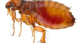 Sẩn ngứa do bọ chét gia tăng, nhiều ca có nuôi chó mèo