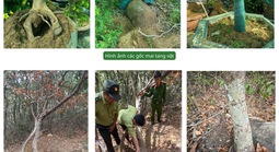 Toàn cảnh vụ xử phạt và tịch thu 42 gốc mai vàng ở Côn Đảo