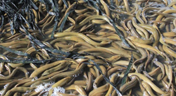 Chủ tịch Hội Nông dân TP Cần Thơ nói gì việc 4.000 tấn lươn quá lứa hiện chưa được tiêu thụ?