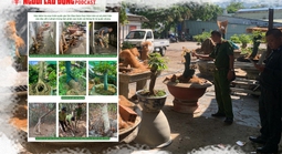 Gỡ nút thắt những điểm gây tranh luận vụ 42 gốc mai vàng “không giấy tờ” ở Côn Đảo