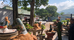 Vụ trả lại 21 cây mai ở Côn Đảo: Luật sư nhận định gì?