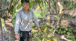 Bắt tại trận người đàn ông trộm... 950 trái dừa lúc rạng sáng ở miền Tây