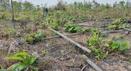 Phản hồi: Khẩn trương điều tra, xử lý vụ phá rừng tại Gia Lai