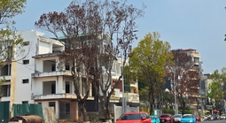 Nhiều cây long não chết khô sau thi công đường ở Đà Lạt