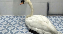 Đã khởi tố người trộm thiên nga trắng ở Thảo Cầm Viên