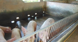 Giá heo hơi hôm nay, 21-4: Hộ nuôi tăng giá do tác động chính sách thuế mới