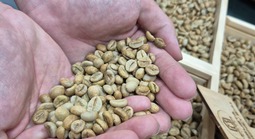 Giá cà phê hôm nay 20-4: Robusta vào vụ tại Indonesia, Brazil nối bước