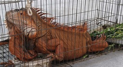 Tiếp nhận rồng Nam Mỹ 'khủng' do người dân giao nộp