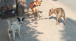 Nỗi lo chó thả rông