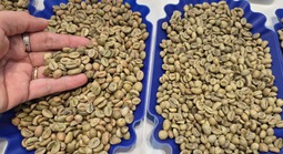 Giá cà phê hôm nay 21-4: Robusta bật tăng 3 con số