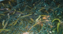 Sau Cần Thơ, đến lượt Cà Mau "bí" đầu ra lươn nuôi