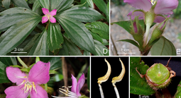 Bất ngờ phát hiện 2 loài thực vật mới ở Động Châu - Khe Nước Trong