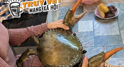 Clip con cua 7 kg ở An Giang nổi tiếng mạng xã hội với 4,4 triệu lượt xem