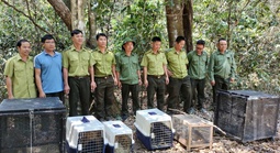 Thả rắn hổ mang chúa dài 3 mét, nặng 5kg về rừng