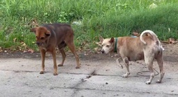 Chủ quán thịt cầy bất ngờ sợ nước, sợ gió rồi tử vong do bệnh dại