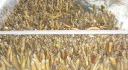 Hình ảnh hàng chục ngàn con lươn quá lứa, chưa được tiêu thụ ở Cần Thơ