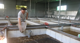 Hàng ngàn tấn lươn nuôi chưa tìm được đầu ra