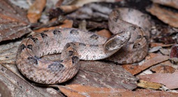 Báo động số ca rắn cắn tăng mạnh mùa hái điều