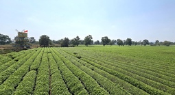 Gia Lai: Giữ 62 ha chè tạo cảnh quan Biển Hồ