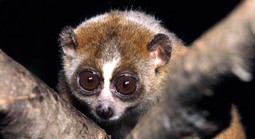 Con vật hay "mắc cỡ" bất ngờ đi lạc vào trạm y tế, là loài cực kỳ quý hiếm