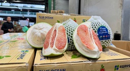 Lô bưởi Việt Nam lần đầu vào Úc