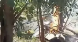 Rơi máy bay chở đầy tiền mặt giữa biên giới 3 nước, nổ ra hàng loạt vụ cướp