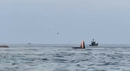 CLIP: Cá voi há miệng đớp mồi trên biển Mũi Né