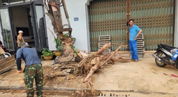 Lý do hàng chục cây xanh vỉa hè ở Huế bị chặt hạ, bới gốc