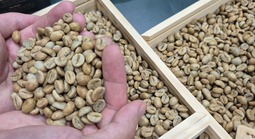 Giá cà phê hôm nay 25-4: Giảm nhẹ, một thương hiệu cà phê Việt mở chuỗi tại châu Âu