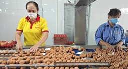 Từ vụ trứng Ba Huân nợ bảo hiểm xã hội kéo dài: Thấy gì từ những "thương hiệu quốc dân"?