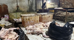 Đột kích điểm giết mổ vịt ở TPHCM lúc rạng sáng