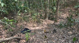 Người đàn ông khoảng 72kg chưa rõ danh tính tử vong trong rừng phòng hộ Dầu Tiếng