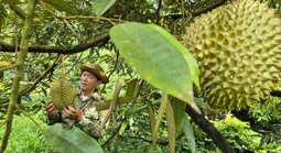 Giá sầu riêng có nơi chỉ còn 25.000 đồng/kg