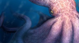 Bạch tuộc quái vật dài 19 m lộ diện ở Nhật Bản