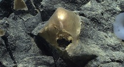 DNA “trứng vàng ngoài hành tinh” ở Thái Bình Dương hé lộ sự thật