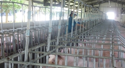 Giá heo hơi hôm nay, 27-4: Các vùng miền đều tăng