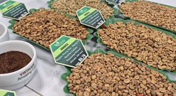 Giá cà phê hôm nay 28-4: Đồng loạt giảm, cà phê đặc sản gây bất ngờ