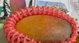 Trồng thành công giống xoài đắc đỏ nhất thế giới ngay tại TPHCM