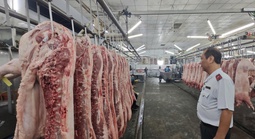 Chặn heo bệnh tuồn ra thị trường