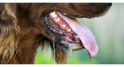 Người đàn ông nguy kịch sau gần 1 năm bị chó con cắn