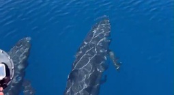 Đàn cá voi cả trăm con tung mình giữa biển Phú Quý