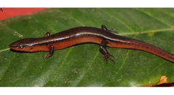 Một loài thằn lằn mới vừa được phát hiện tại Vườn Quốc gia Vũ Quang