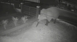 VIDEO: Voi rừng "đi dạo" trên quốc lộ, phá rào vào trường học