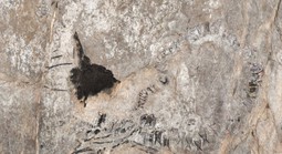 Thủy quái 145 triệu tuổi chưa rõ loài gì "trỗi dậy" ở Cuba