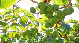 Loài cây dại ở châu Á có thể là khắc tinh của ung thư phổi